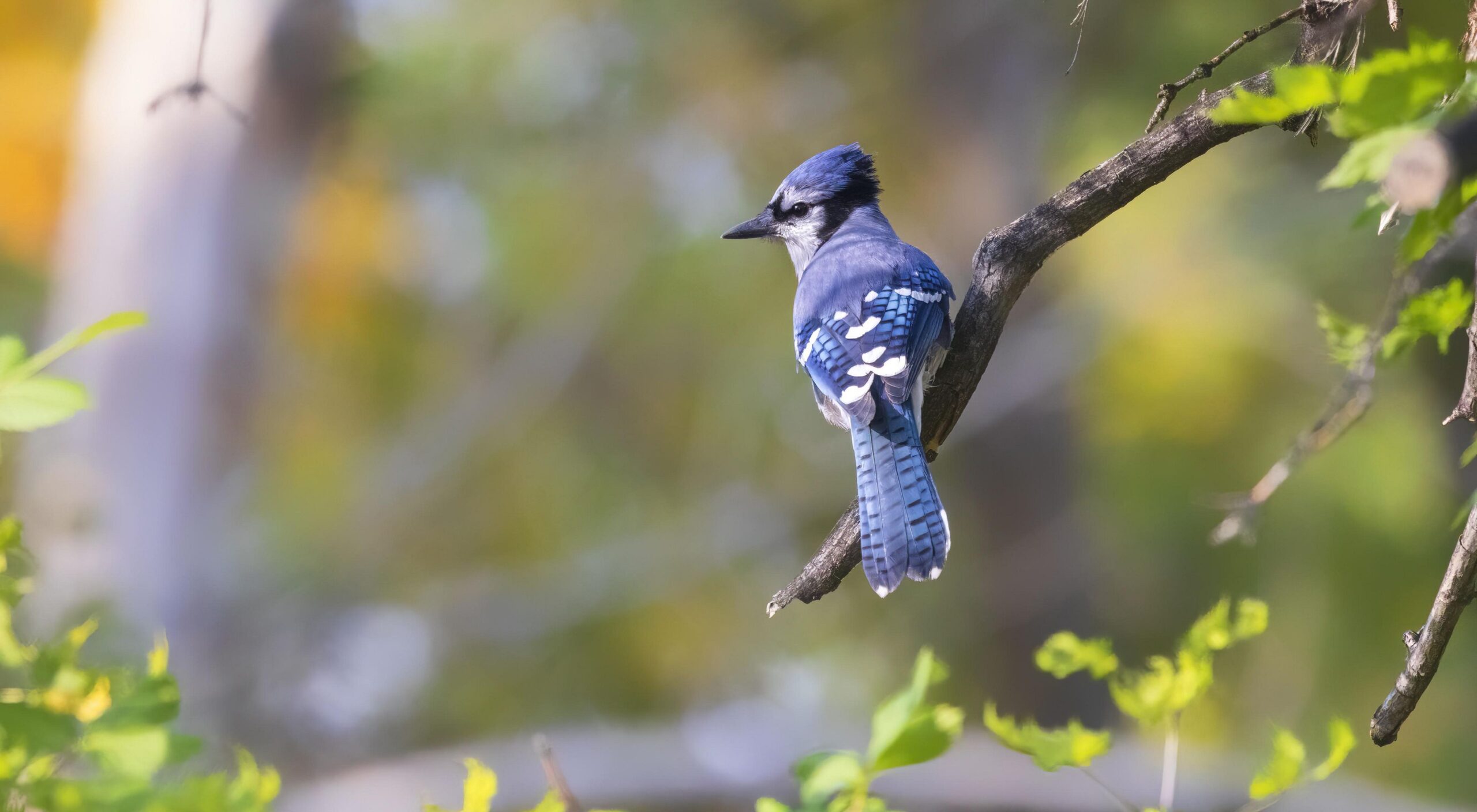 Bible Verses About Birds